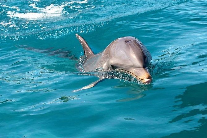 Dolphin Encounters, Ile aux Benitier & Crystal rock: Full-Day (Lunch & Transfer) - Lunch and beach time on Ile aux Benitiers