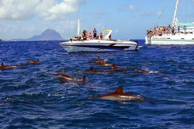Dolphin Encounters, Ile aux Benitier & Crystal rock: Full-Day (Lunch & Transfer) - Guides, skippers, and the feel of the boat