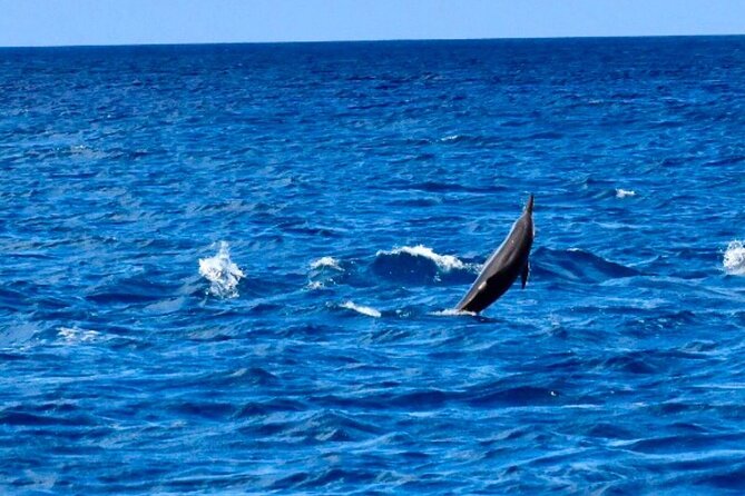 Dolphins Encounter and Whale Watching - Meeting the boat at 6:45 a.m. in Black River