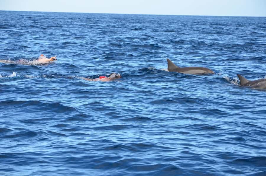Dolphins: Private, Snorkel, CrystalRock, ileoBenitiers,lunch - Swimming with dolphins in Tamarin Bay