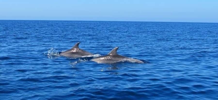 Dolphins: Private, Snorkel, CrystalRock, ileoBenitiers,lunch - Snorkeling in the natural aquarium