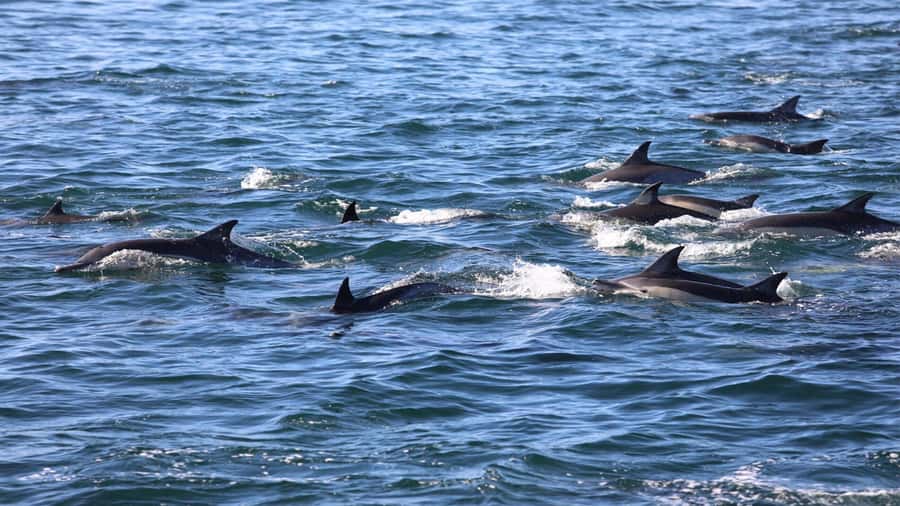Dolphins: Private, Snorkel, CrystalRock, ileoBenitiers,lunch - The crew and the feel of the day