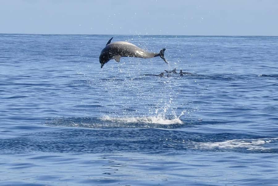 Dolphins: Private, Snorkel, CrystalRock, ileoBenitiers,lunch - What $439 buys you