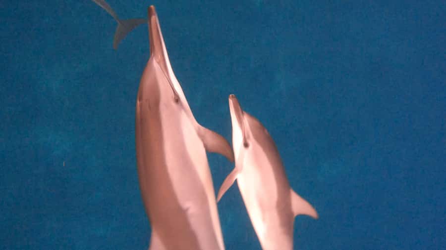 Dolphins & whale watching - Key points before you book