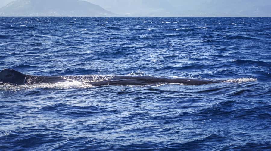 Dolphins & whale watching - An early start at La Balise Yacht Center