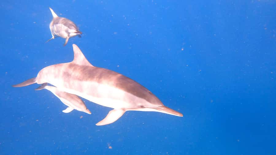 Dolphins & whale watching - Swimming with dolphins in their natural setting