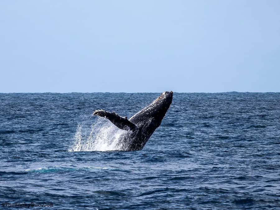 Dolphins & Whales, Private Tour Snorkeling - Four hours on Mauritius waters