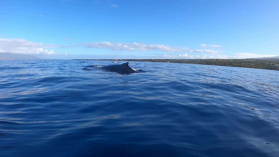 Dolphins & Whales, Private Tour Snorkeling - Whale watching with room for patience