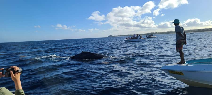 Dolphins & Whales, Private Tour Snorkeling - The skipper can shape the whole morning
