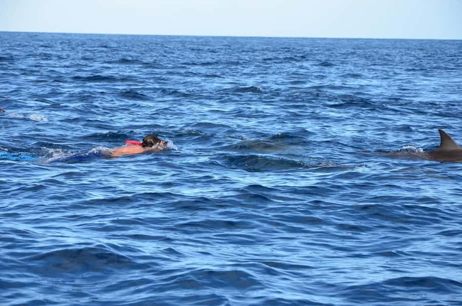 Dolphins & Whales, Private Tour Snorkeling - What to bring for a comfortable outing