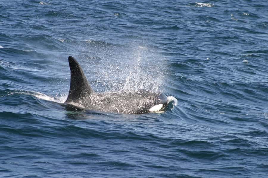 Dolphins & Whales, Private Tour Snorkeling - Looking for dolphins in their natural home