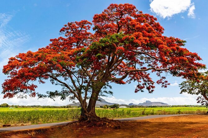 East of Mauritius: Full Day Scenic Tour with Lunch & Glass Bottom - Local lunch with Mauritian flavor
