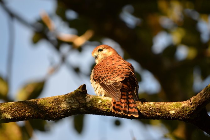 Ebony Forest Reserve Chamarel: Endemic Birdwatching Guided Tour - Starting at 9:00 a.m. with the museum and aviaries