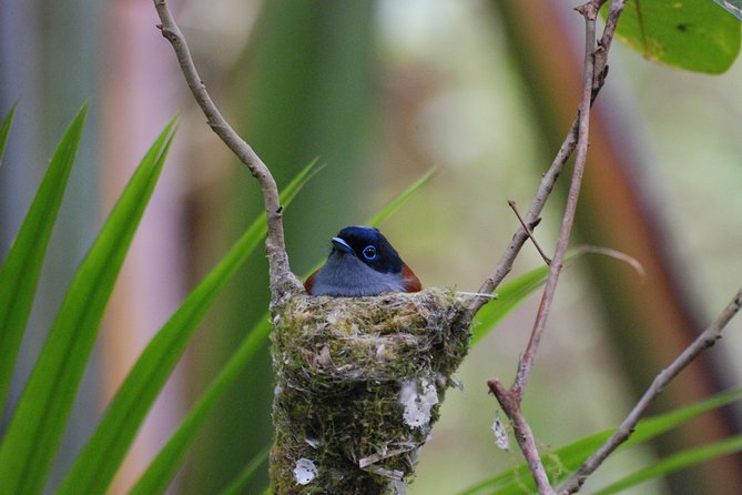 Ebony Forest Reserve Chamarel - Take a Hike Tour - The Flycatcher Forest walkway is the best guided section