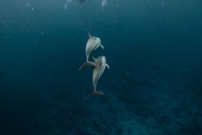 Eco-friendly Dolphin Watching Tour in Mauritius - Key Points Before You Book