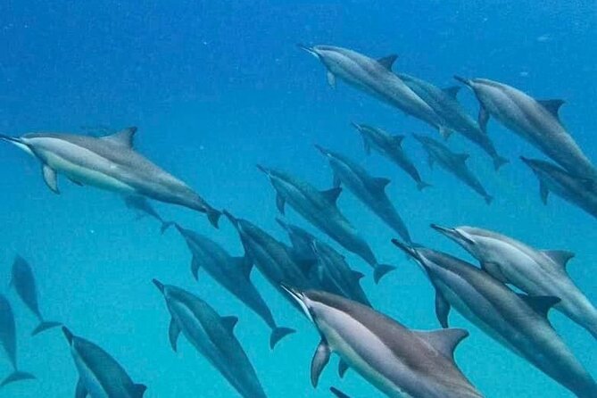 Eco-friendly Dolphin Watching Tour in Mauritius - Leaving Le Morne for the Open Water