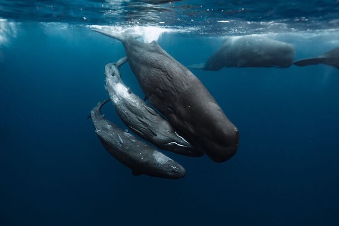 Eco-friendly Dolphin Watching Tour in Mauritius - Why the Private Price Can Make Sense