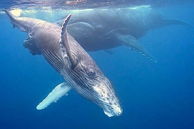 Eco-friendly Dolphin Watching Tour in Mauritius - Who Will Enjoy This Outing Most