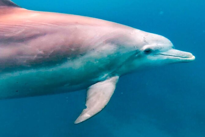 Eco-friendly Dolphin Watching Tour in Mauritius - Weather, Cancellations, and Sensible Planning