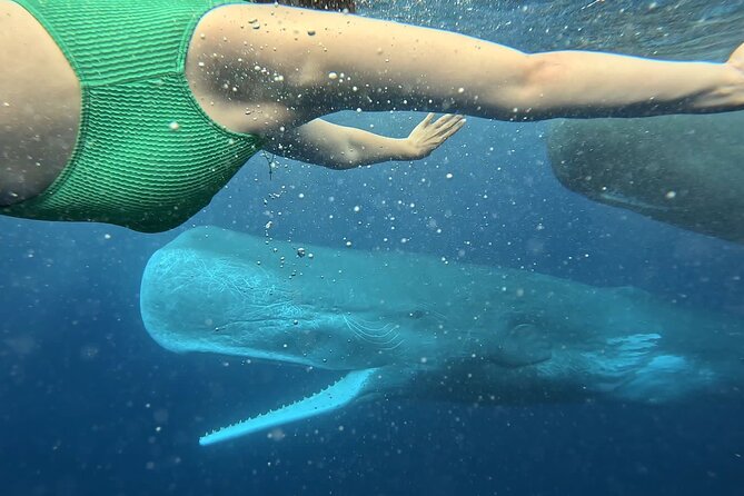 Eco-friendly Dolphin Watching Tour in Mauritius - Snorkeling in the Lagoon