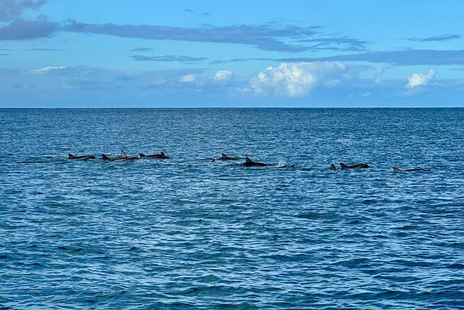 Exciting Dolphin encounters in the Maurtius's lagoon - Snorkeling at the reef after the dolphin encounter