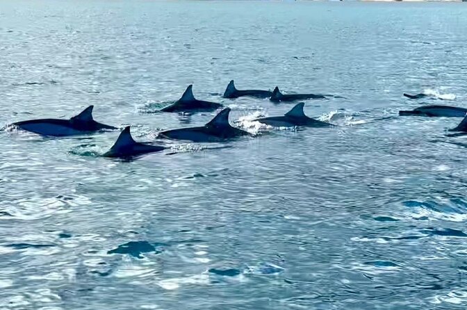 Exciting Dolphin encounters in the Maurtius's lagoon - What the $58.07 price really covers