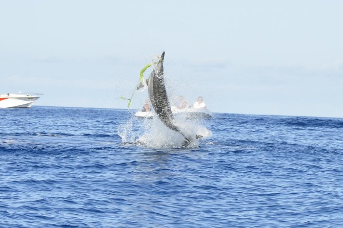 Exclusive Dolphins Encounter - The speedboat ride and the wildlife briefing