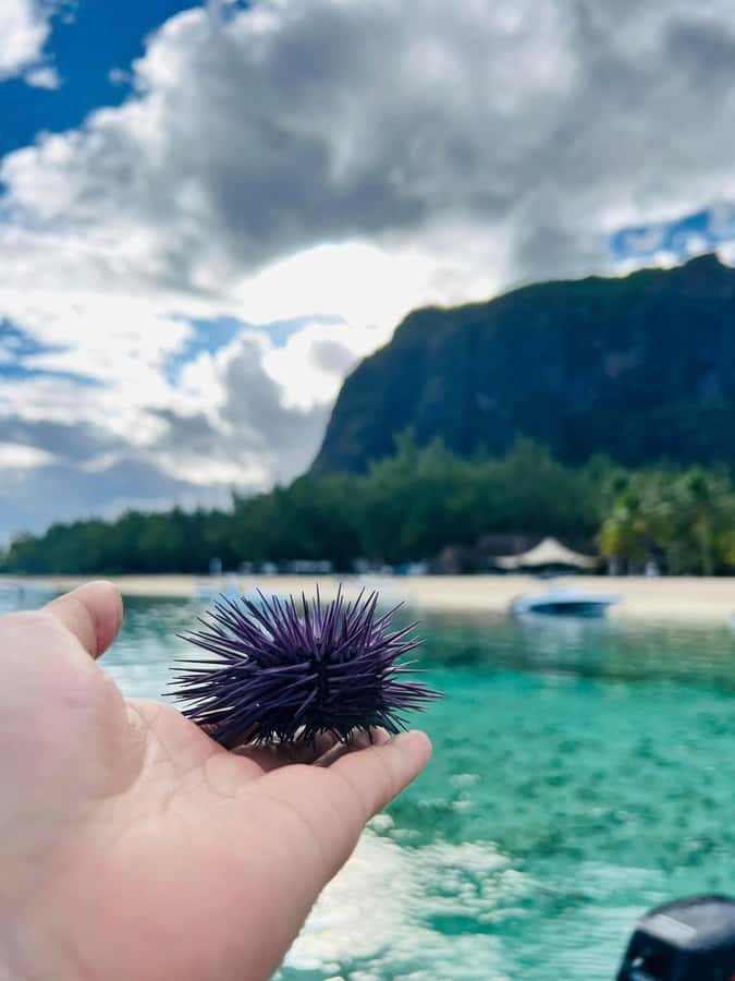 Exclusive:full-day/Dolphins watch& swimming Crystal Rock+Bbq - Snorkeling in a tropical aquarium