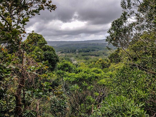 Exotic South: Journey into the Nature (Full-Day Tour incl Lunch & Ebony Forest) - Key points to know before booking