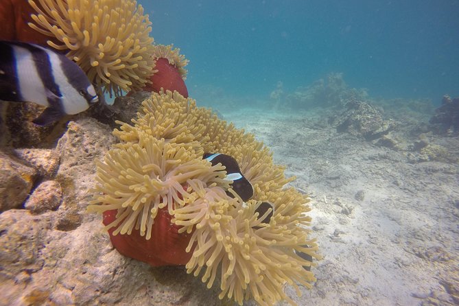 Exploration dives - The boat ride and Mauritius volcanic formations