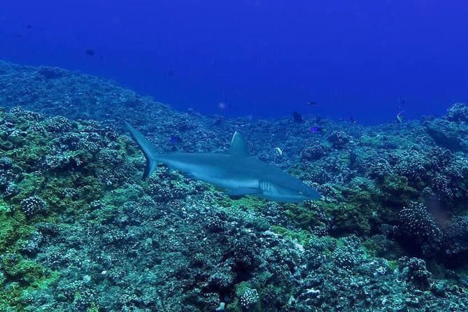 Exploration dives - How this compares with other Mauritius underwater outings