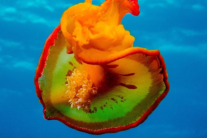 Exploration dives for experienced divers - Starting at 8am in Tamarin Bay