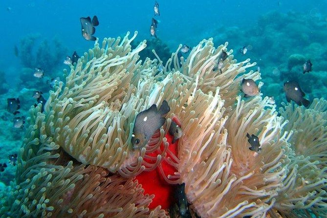 Exploration dives for experienced divers - A 15-minute ride to the reef