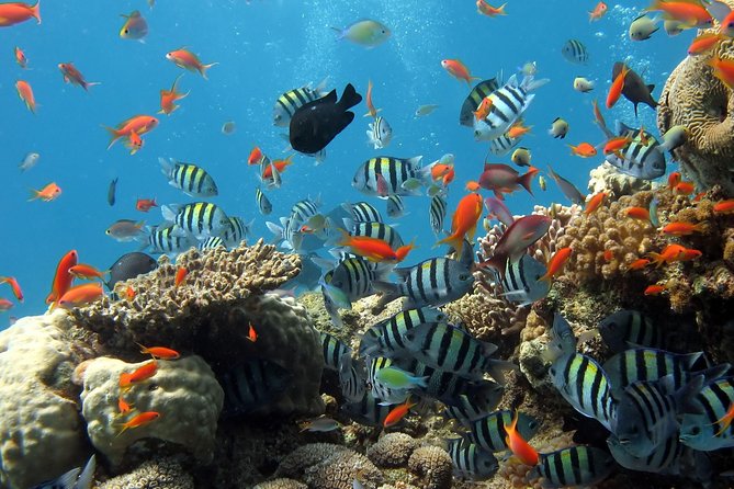 Exploring the Magnificent East of Mauritius: Full-day incl Blue Bay Marine Park - Vieux Grand Port brings Dutch and French history into view