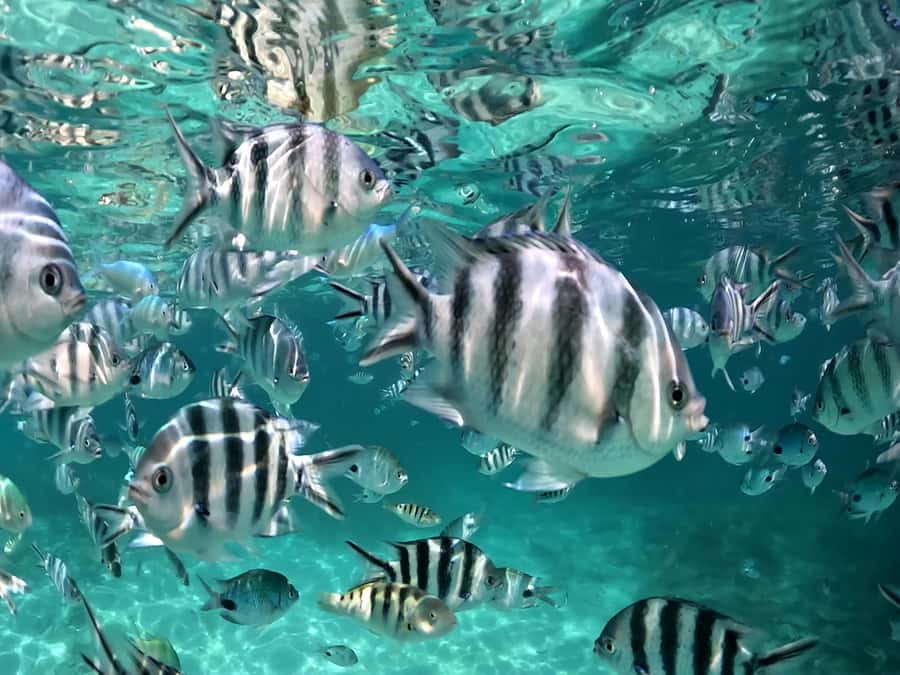 From Blue Bay: Ile aux Cerfs Speedboat Excursion with BBQ - Who should book this excursion?