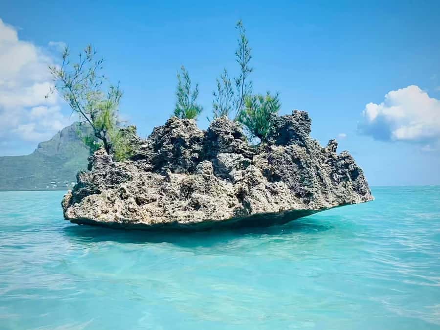 Full Day Dolphins Watching Ile aux Benitiers & Crystal Rock - An early morning start on Mauritius’s west coast