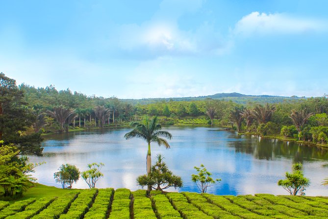 Full Day Guided Tea Route Mauritius: Including Lunch - Why this Mauritius tea route is worth a full day