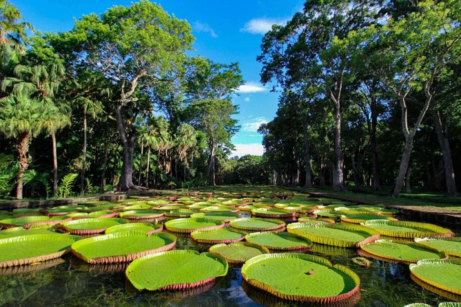 Full-Day North Tour of Mauritius, ALL INCLUSIVE Day Trip, Private SUV Car, Guide - Pamplemousses Botanic Garden, one hour among rare plants
