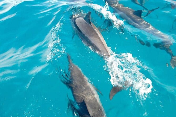 Full day Shared Speedboat Tour - South West Lagoon Dolphin Swim - A big Mauritius day for $106