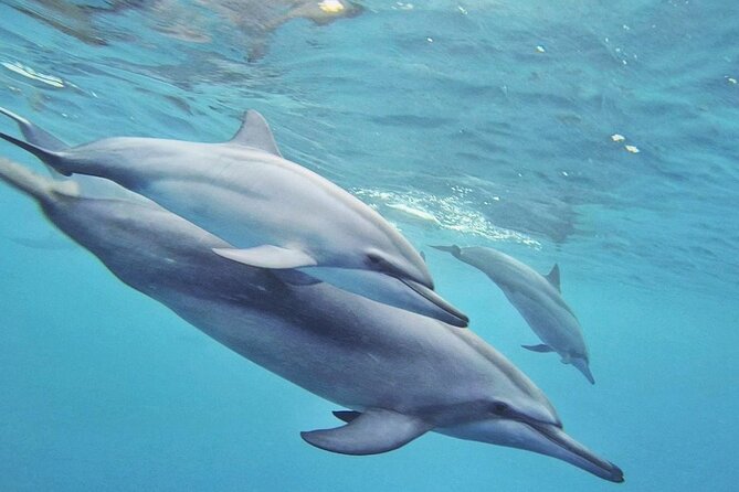 Full day Shared Speedboat Tour - South West Lagoon Dolphin Swim - Four hours on Ile aux Benitiers