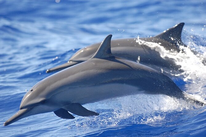 Full day Shared Speedboat Tour - South West Lagoon Dolphin Swim - Leaving your hotel before the island wakes