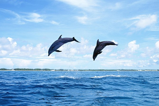Full-Day Swimming with Dolphins and Casela Nature Park Tour in Mauritius - Who will enjoy this combination tour most?