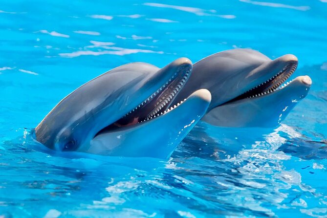 Fully Day Tour: Dolphin Encounters, Crystal Rock at Benitiers Island - Getting from your hotel to the coast