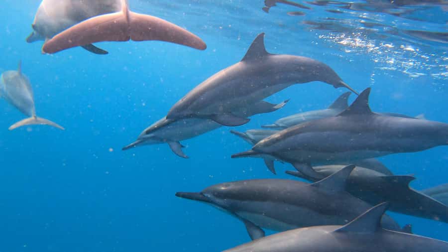 Grande Riviere Noire: Boat Tour and Swimming with Dolphins - Setting Out From La Balise Black River
