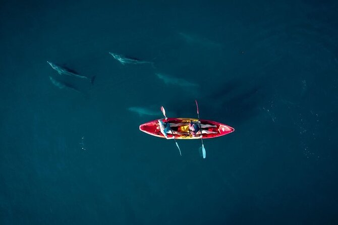 Guided Kayak 2-Hour Activity with Dolphins - Key Points to Know Before You Book