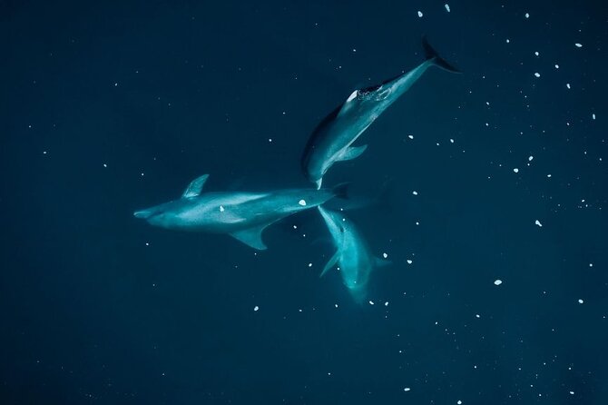 Guided Kayak 2-Hour Activity with Dolphins - Watching Spinner and Bottlenose Dolphins
