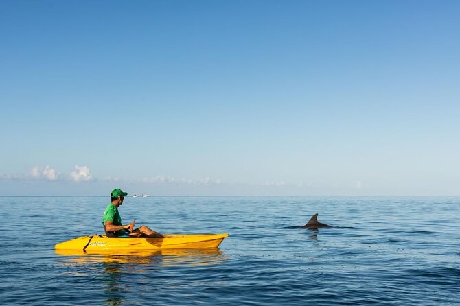 Guided Kayak 2-Hour Activity with Dolphins - When the Dolphins Are Not There