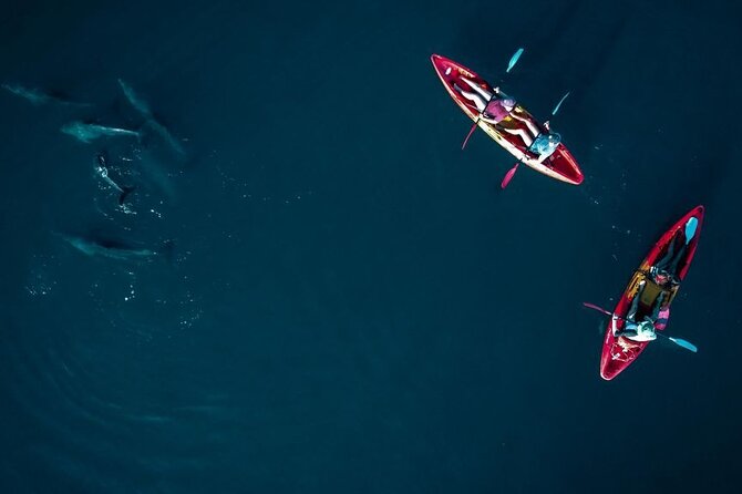 Guided Kayak 2-Hour Activity with Dolphins - Equipment, Fitness, and Safety