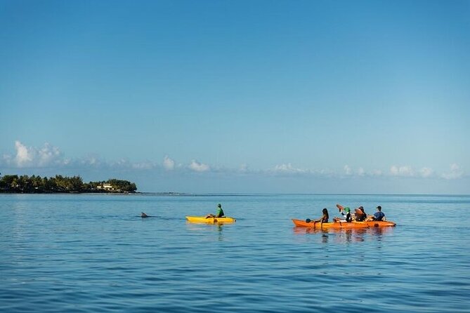 Guided Kayak 2 Hours Activity with Dolphins - Why the 6:20 am start matters