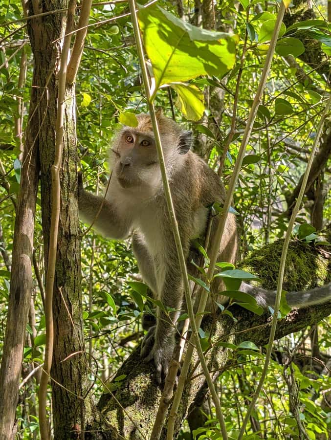 Henrietta: Hiking at the Tamarind Waterfalls - Swimming pools, jumps, and the free fish spa